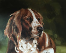 Load image into Gallery viewer, Spaniel Dog Painting, Prints, Canvas, Posters, Originals, Commissions, Fine Art - from original oil painting by James Coates
