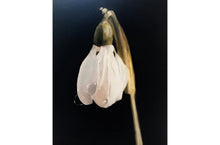 Load image into Gallery viewer, Snow Drop Painting, Prints, Canvas, Posters, Originals, Commissions, Fine Art from original oil painting by James Coates