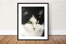 Load image into Gallery viewer, Cat Painting, PRINTS, Canvas, Posters, Originals, Commission - Fine Art, from original oil painting by James Coates