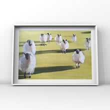 Load image into Gallery viewer, Sheep Painting, PRINTS, Canvas, Posters, Originals, Commissions - Fine Art - from original oil painting by James Coates