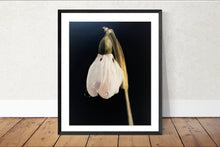 Load image into Gallery viewer, Snow Drop Painting, Prints, Canvas, Posters, Originals, Commissions, Fine Art from original oil painting by James Coates