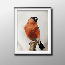 Load image into Gallery viewer, Bullfinch bird - Painting - Poster - Wall art - Canvas Print - Fine Art - from original oil painting by James Coates