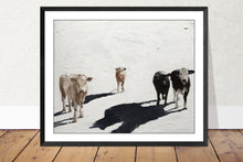 Load image into Gallery viewer, A Herd of Cows Painting, Prints, Posters, Canvas, Originals, Commissions, Fine Art - from original oil painting by James Coates