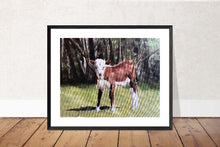 Load image into Gallery viewer, Cow Painting, Cow art, Cow Print ,Fine Art ,from original oil painting by James Coates