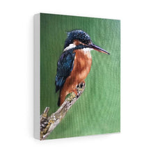 Load image into Gallery viewer, Bird Painting, Bird Poster , Bird Wall art, Bird Canvas, bird Print , Fine Art - from original oil painting by James Coates