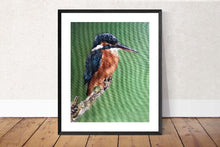 Load image into Gallery viewer, Bird Painting, Bird Poster , Bird Wall art, Bird Canvas, bird Print , Fine Art - from original oil painting by James Coates