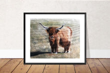 Load image into Gallery viewer, Cow Painting, Cow art, Cow Print ,Fine Art ,from original oil painting by James Coates