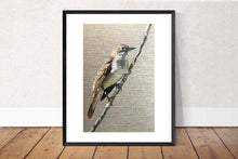 Load image into Gallery viewer, Bird Painting, Bird Poster , Bird Wall art, Bird Canvas, bird Print , Fine Art - from original oil painting by James Coates