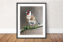Load image into Gallery viewer, Bird Painting, Bird Poster , Bird Wall art, Bird Canvas, bird Print , Fine Art - from original oil painting by James Coates