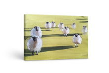 Load image into Gallery viewer, Sheep - A2 Canvas Print