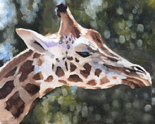 Load image into Gallery viewer, Giraffe Painting, Giraffe Poster, Giraffe Wall art, Giraffe Canvas Print, Giraffe Fine Art - from original oil painting by James Coates
