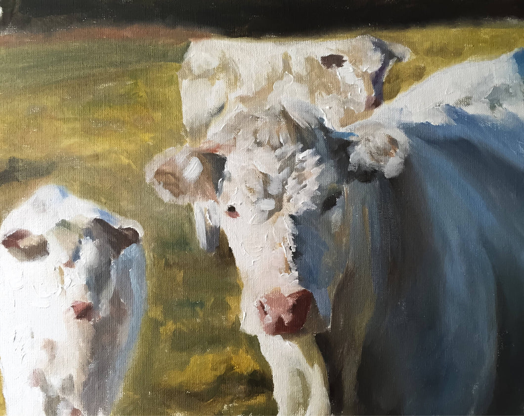 Cow Painting - Cow art - Cow Print - Fine Art - from original oil painting by James Coates