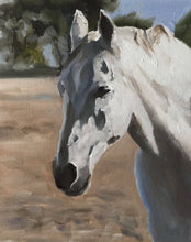 Load image into Gallery viewer, White horse Painting, Prints, Canvas, Posters, Originals, Commissions,  Fine Art - from original oil painting by James Coates
