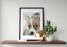 Load image into Gallery viewer, Chihuahua dog - Painting  -Dog art - Dog Prints - Fine Art - from original oil painting by James Coates
