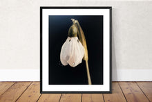 Load image into Gallery viewer, Snow Drop Painting, Prints, Canvas, Posters, Originals, Commissions,  Fine Art  from original oil painting by James Coates
