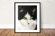Load image into Gallery viewer, Cat Painting, PRINTS, Canvas, Posters, Originals, Commission - Fine Art,  from original oil painting by James Coates
