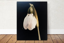 Load image into Gallery viewer, Snow Drop Painting, Prints, Canvas, Posters, Originals, Commissions,  Fine Art  from original oil painting by James Coates

