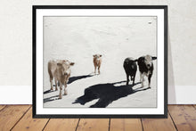 Load image into Gallery viewer, A Herd of Cows Painting, Prints, Posters, Canvas, Originals, Commissions, Fine Art - from original oil painting by James Coates
