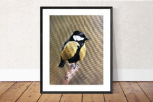 Load image into Gallery viewer, Bird Painting, Bird Poster , Bird Wall art, Bird Canvas, bird Print , Fine Art - from original oil painting by James Coates
