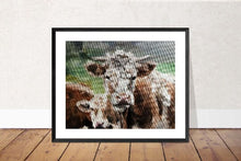 Load image into Gallery viewer, Cow Painting, Cow art, Cow Print ,Fine Art ,from original oil painting by James Coates
