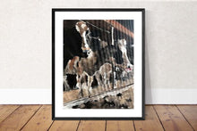 Load image into Gallery viewer, Cow Painting, Cow art, Cow Print ,Fine Art ,from original oil painting by James Coates
