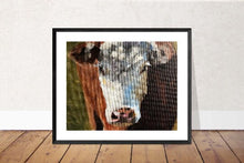 Load image into Gallery viewer, Cow Painting, Cow art, Cow Print ,Fine Art ,from original oil painting by James Coates
