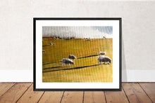 Load image into Gallery viewer, Sheep in field Painting, Poster, Wall art, Prints, commissions,  Fine Art  from original oil painting by James Coates
