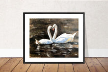 Load image into Gallery viewer, Swan Painting, PRINTS, Canvas, Posters, Originals, Commissions Fine art - from original oil painting by James Coates

