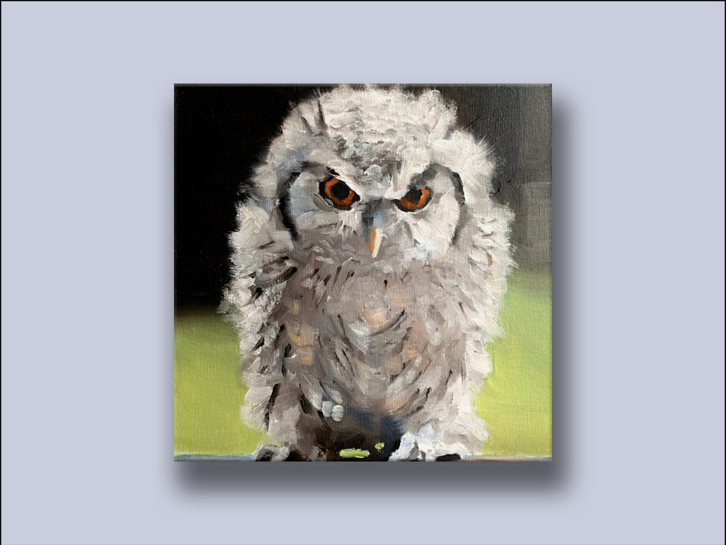 The Little Owl - Canvas Wall Art Print